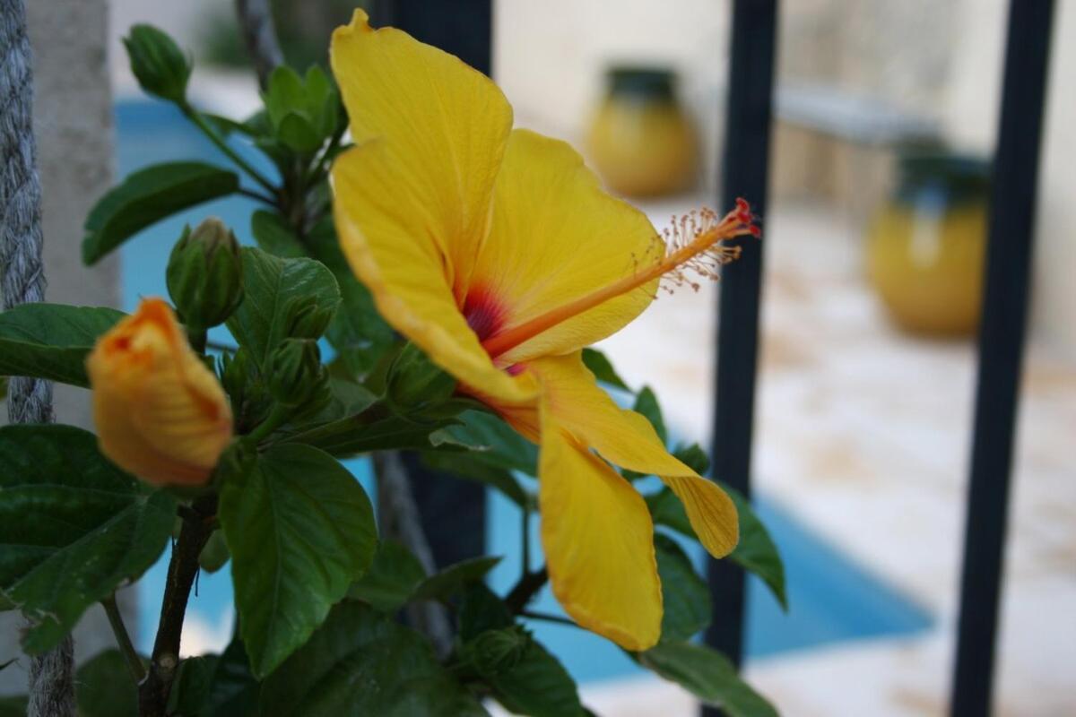 Maison Pelissier Bed And Breakfast With Sweeming Pool Cuxac-dʼAude 外观 照片